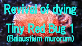 Revival of dying Tiny Red Bug(Balaustium murorum)2021-1