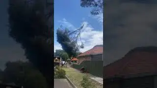 Removal of a gum tree