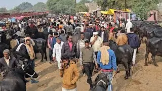 #धुंधडका पशु मेले से मारवाड़ की मुर्रा भैंस खरीदें dhundhadaka mp dairy yatra narendrar