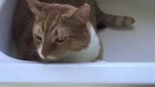 THE UNSINKABLE ANCHORCAT // Kate Welshofer