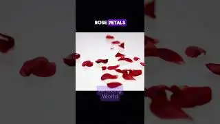 Rose  #funfacts #facts #wildlife