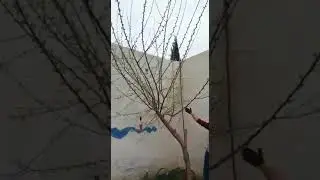 تطعيم التوت بالقلم م. خلدون الغزالي
