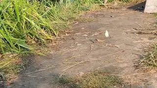 Белые 🦋 #бабочки белянки - 🦋 #насекомые 🍀 Украины. Pieris white #butterfly - insects 4k video