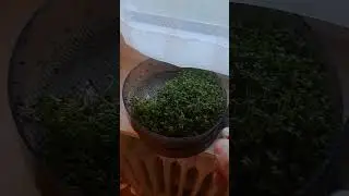 Brokkoli Sprossen ideal ziehen
