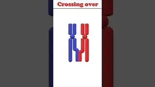 Crossing over #animation #biology #crossingover