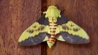 Citheronia laocoon - Saturniidae Ceratocampinae