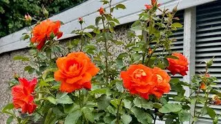 Super Trouper Rose: Hot, Bright and Unforgettable |🎖Gold Standard Award: 2009 год|Standard Tree Rose
