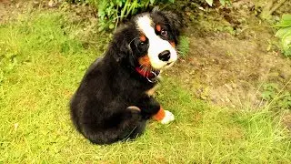 Sagt mal alle Hallo ! 🐕 Zu Samweis :) | Bushcraft Trekking Wandern mit Hund