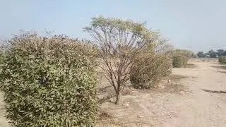 5 MARLA RESIDENTIAL PLOT FOR SALE IN DREAM CITY MANKA CANAL ROAD DERA GHAZI KHAN