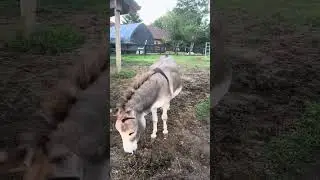 Dinner time routine