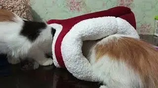 Cute Cats Very Happy New Bed Santa Shoe Design Cat Bed