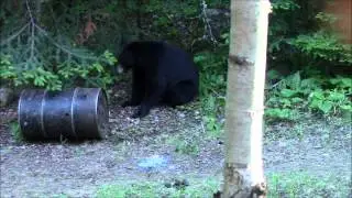 Tradbow Bear Hunt- Russell Outdoor Guides.com