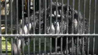 昭和時代にタイムスリップ！宇都宮動物園　チンパンジー　４K(Gorilla,Orautatan,Chimpanzee,Animal,Zoo)