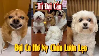 Tứ Đại Cẩu | Hơ Ny Chúa Lươn Lẹo 👍🤣 #Shorts #ThuCung #ChoMeoDrama #meouo6868