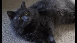 blue maine coon short hair