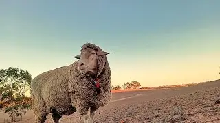 Free-soul Rambo of the high country