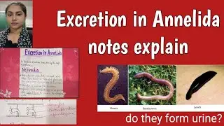 Excretion in Annelida notes explain in hindi