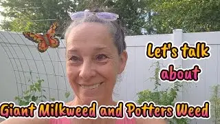 Let's Talk About Giant Milkweed and Potters Weed.