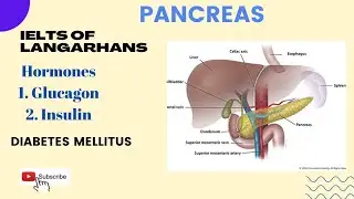 @TKF661 / Pancreas / iselts of lagerhans / insulin/glucagon/diabetes mellitus