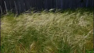 Local Land Services Invasive Grasses Field Day