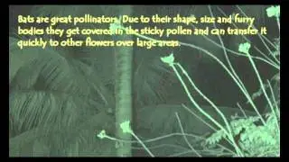 Bat pollination