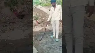 rat snake धामण साप #ratsnake #rescue #release #sarpmitra #animals #snake #latur #cobra #dhaman #rat