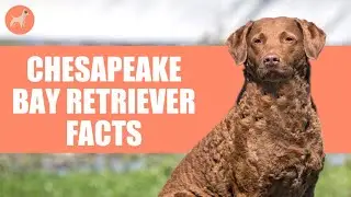 Chesapeake Bay Retriever Dog Breed: 5 Amazing Facts You Must Know