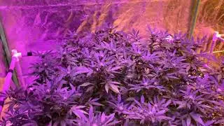 How to grow 4 plants in Canada