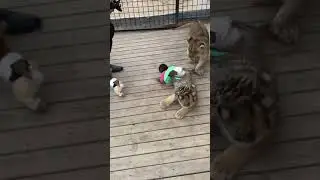 Best Monkey Moments - Cute Monkey  #498302
