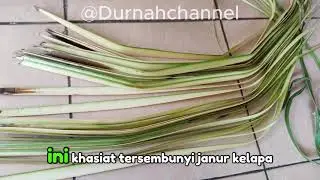 Bukan Sekadar Hiasan! Ini Khasiat Tersembunyi Janur Kelapa”#herbal #video