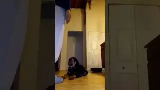 Roc Lozan trained for hand gestures 3mnth German Rottweiler