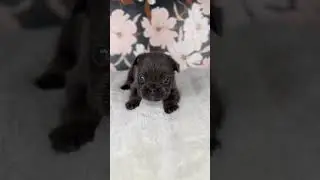 #FrenchieFeature #FluffyFrenchie #BlueFluffyFrenchBulldog #FrenchieFamous #Frenchie #puppy #anime