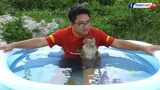 Adorable Monkey Kako Take Bathed And Swimming Big Pool With Daddy