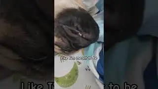Tired all day long💤 😴🐾 #pug #dog #puppy #cute #friends #pets #share #shorts #trending #reels #mypug