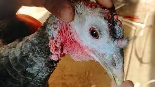 Creative Method Build Guinea Chicken Trap Using Hand Saw - Technique Unique Guinea Chicken Trap