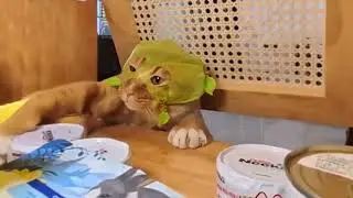 Cat robber #cats #fail #bloopers