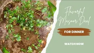 Quick & Easy Masoor Daal Recipe | Healthy Pakistani Lentil Curry | Daal Tadka at Home #MasoorDaal
