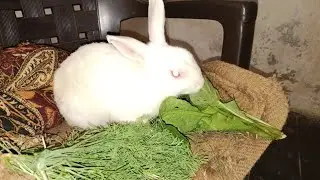 Aaj Rabbit ko Fever Ho Gya To Kya kr Raha Hai 😞