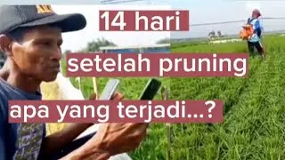 gawat!!! pruning padi hanya cari sensasi biar makan singkong, katanya#belajarbertani #petani