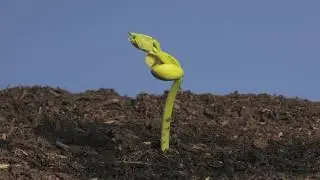 Epigeal germination 'Firetongue' 2 week time lapse