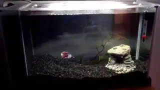 New Betta! 5 gallon fluval tank, perfect for this little guy