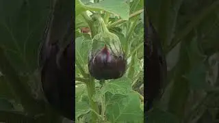 Growing Eggplant on My Little Farm 💜  #farming #shorts #wildlife