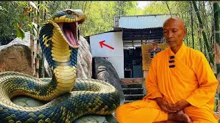 Thật hư chuyện sư Ấn Độ ẩn tu ở núi cấm bất ngờ gặp rắn hổ mây chúa khi đang ngồi thiền 