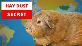Stop Waking Up With Allergies (Your Guinea Pig Is Not The Problem)