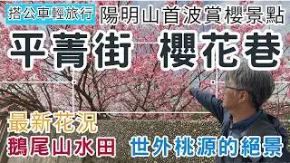 搭公車輕旅行 陽明山 平菁街42巷 ep344『陽明山首波賞櫻花景點 | 平菁街42巷 櫻花盛開了!! | 世外桃源 鵝尾山水田 | 九龍粉圓豆花』