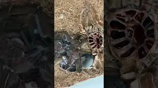 Tarantula Shedding Its Skin! 😳🕷