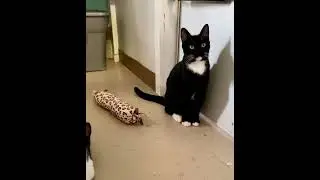 Video of adoptable pet named Waffle