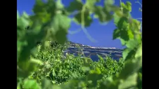 Стилистика французских вин Picpoul de Pinet.