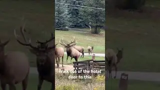 Elk rut action!