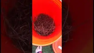 Making free Quail & Chicken food with a maggot bucket